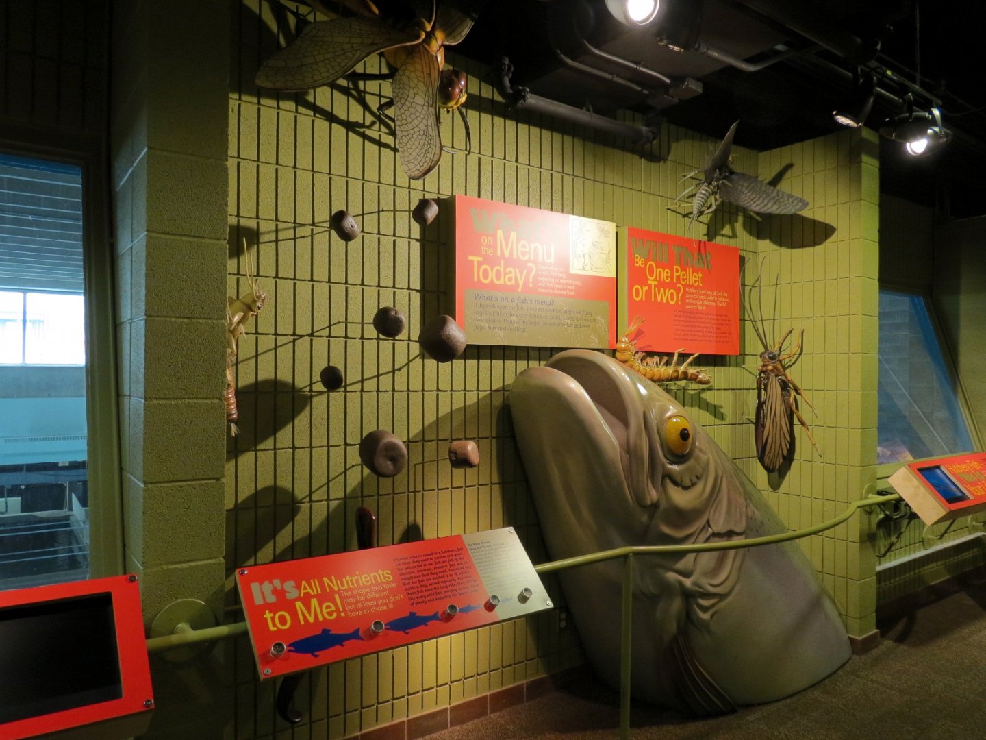 Fish Forever Gallery