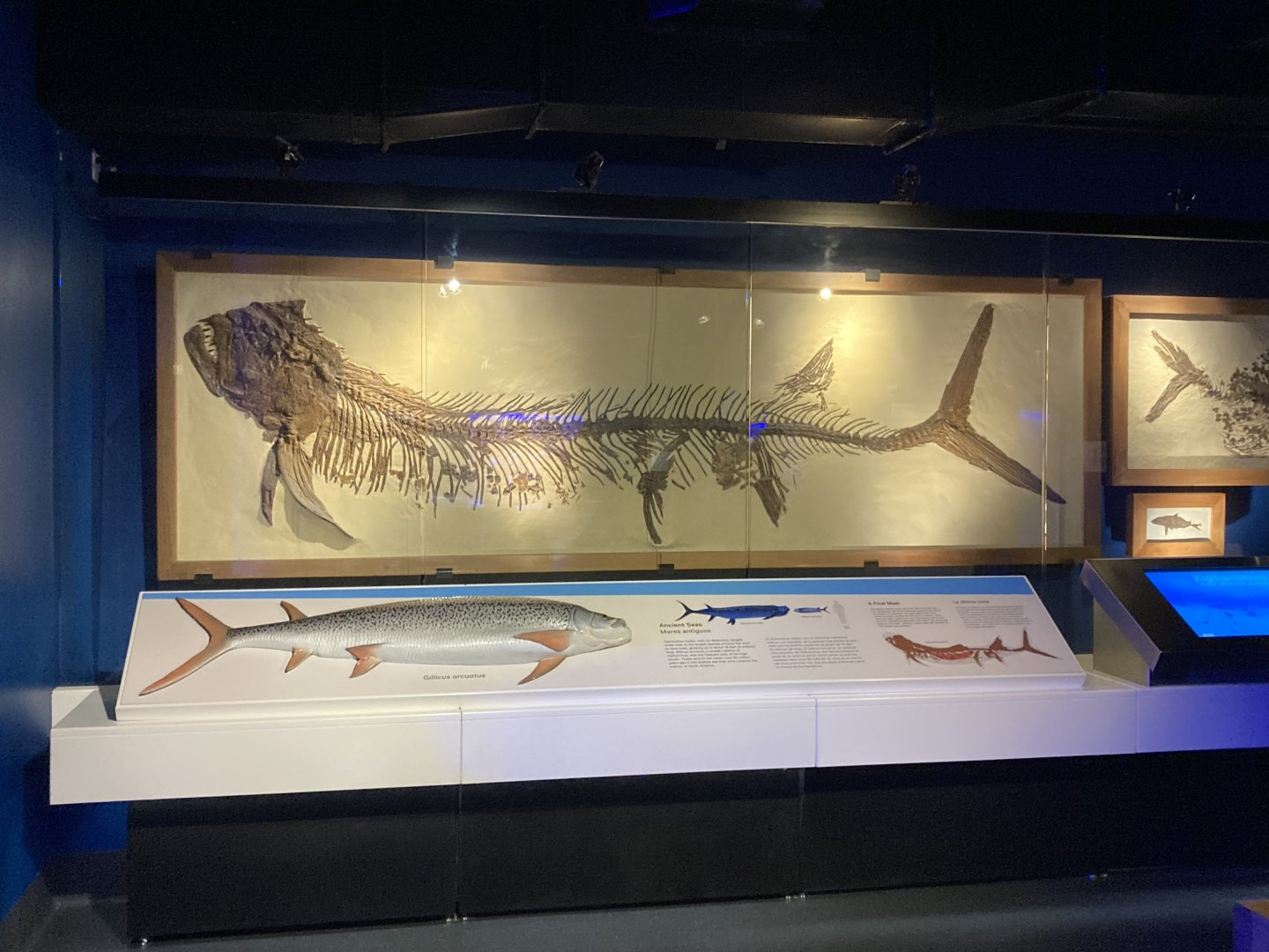 Fish Fossil (Mares antiguos)