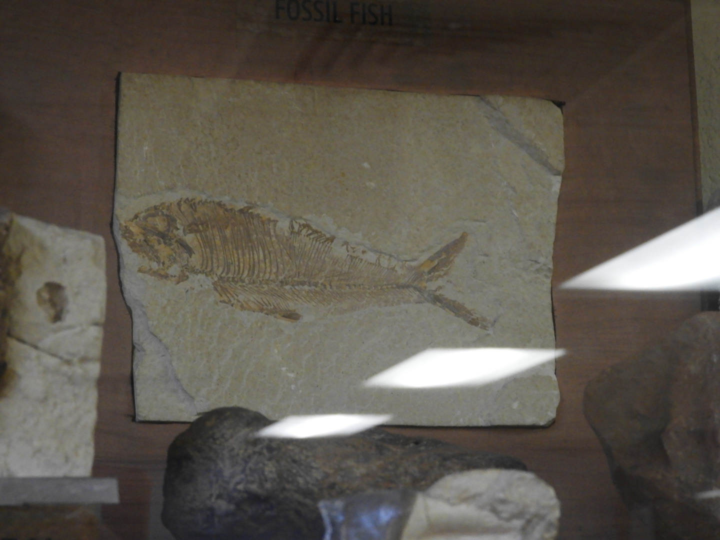 Fish Fossil