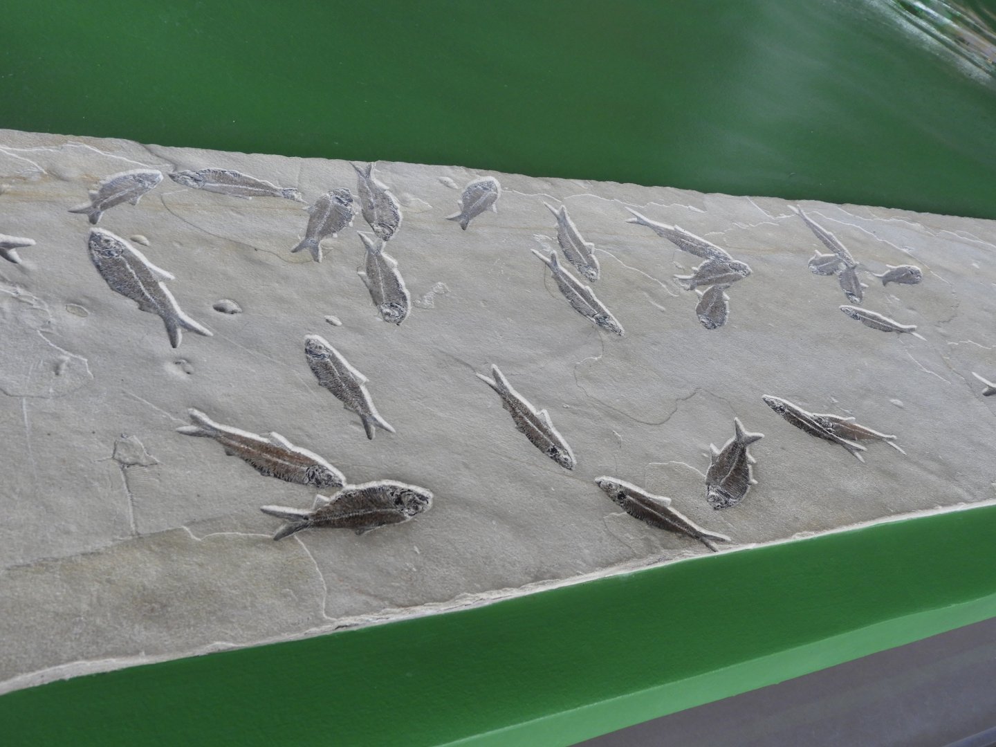 Fish fossils - Great Lakes Future - Reiman Aquarium