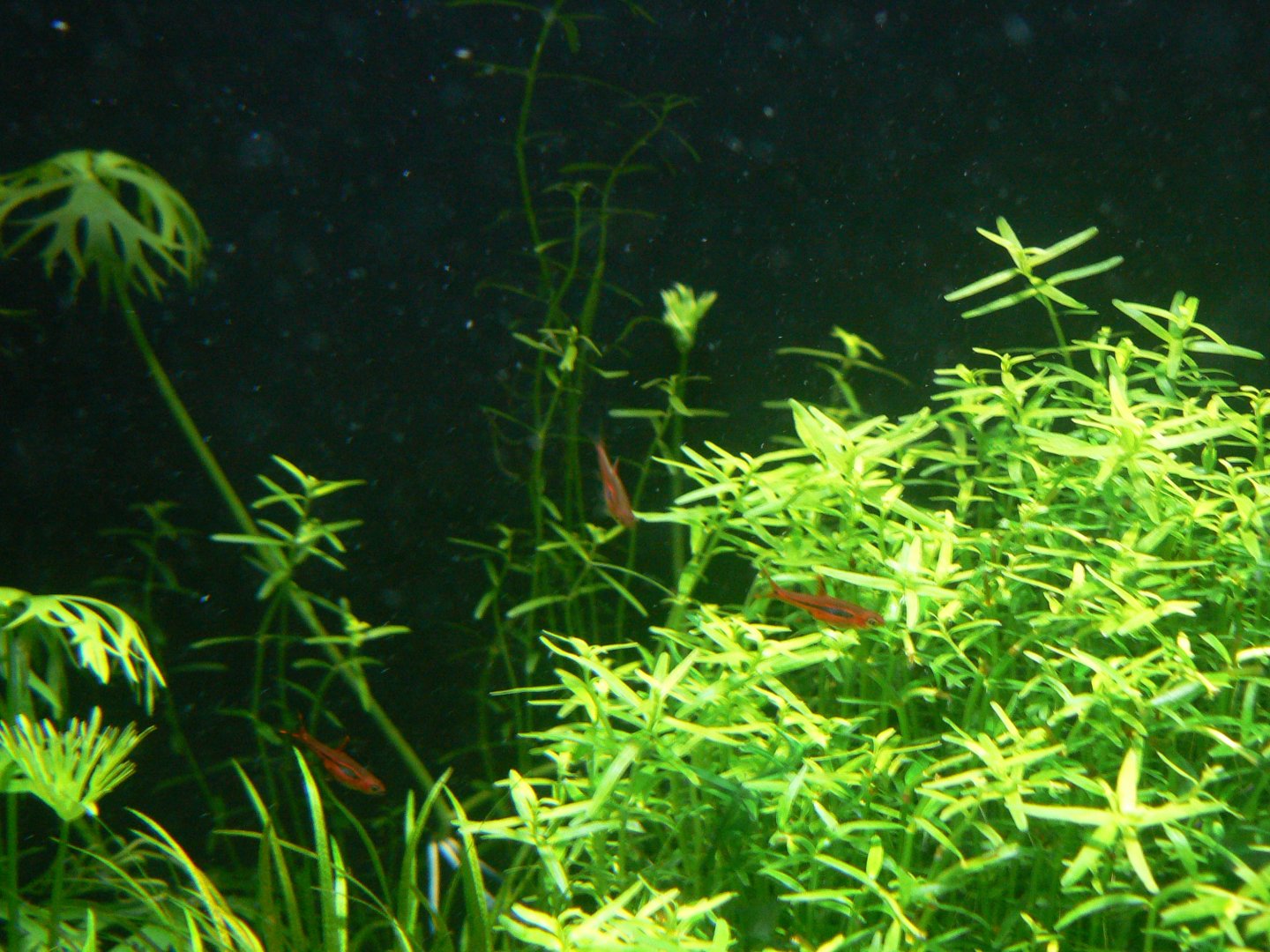 Fish ID? - 1 December 2016