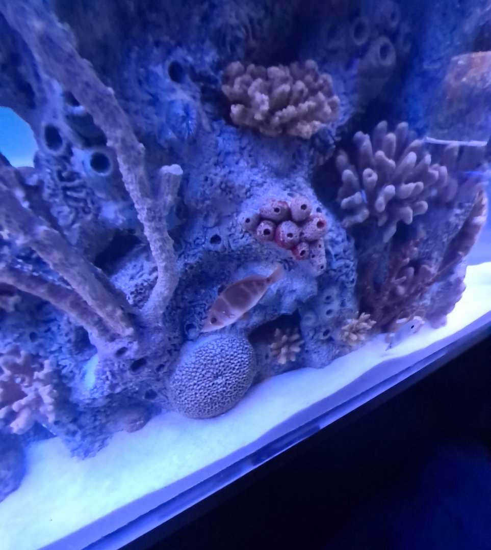 Fish ID? (4/19/25)