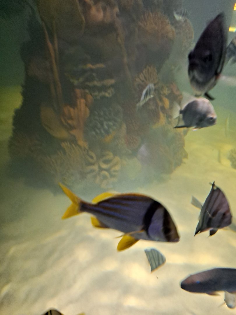 Fish ID? (4/19/25)