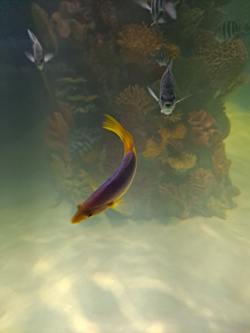 Fish ID? (4/19/25)