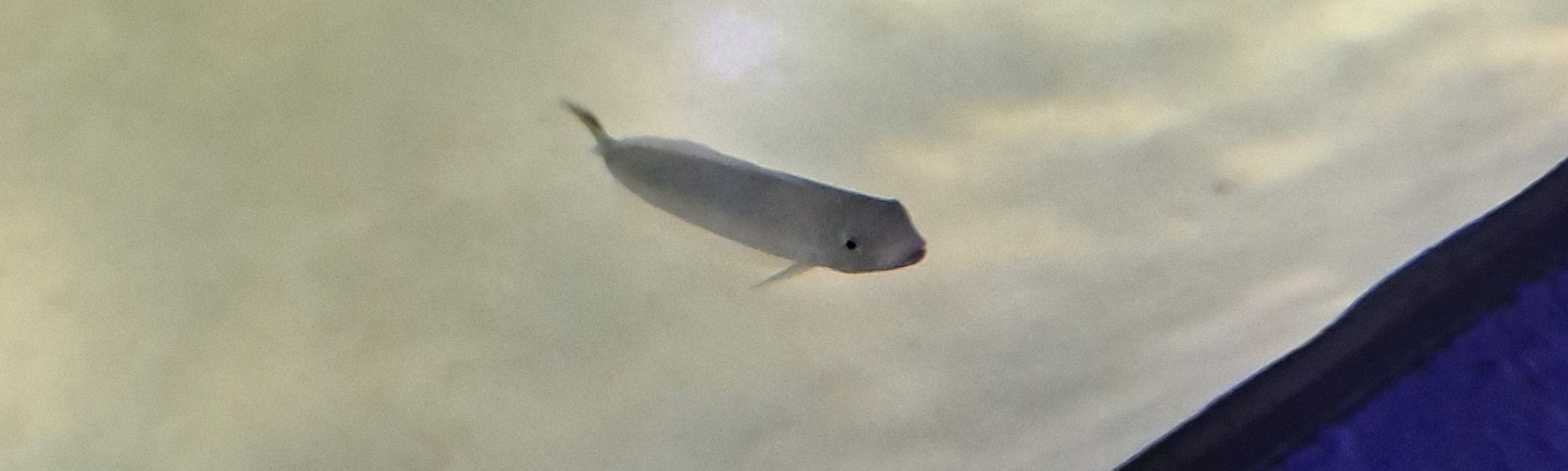 Fish ID? (4/19/25)