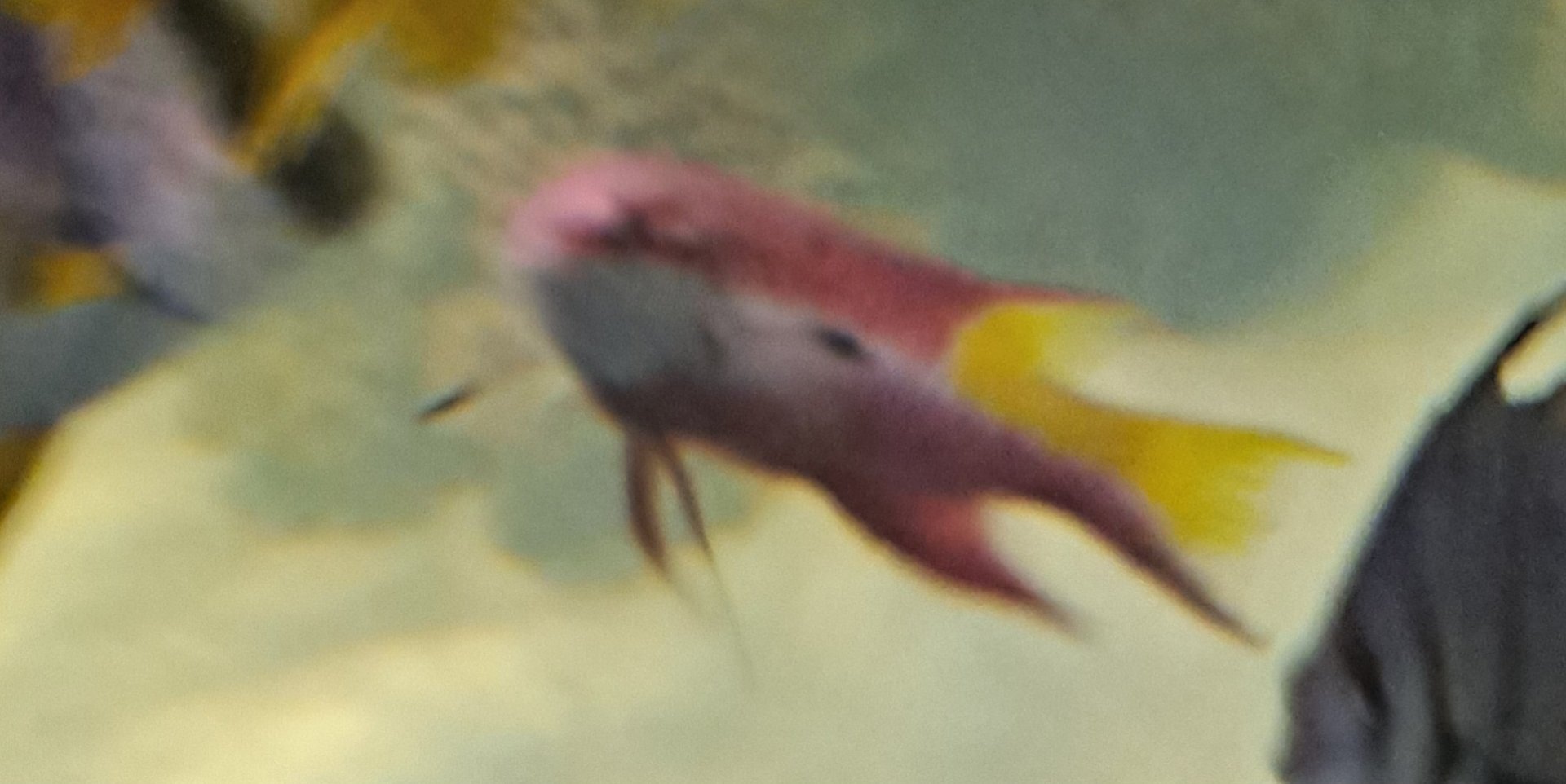 Fish ID? (4/19/25)