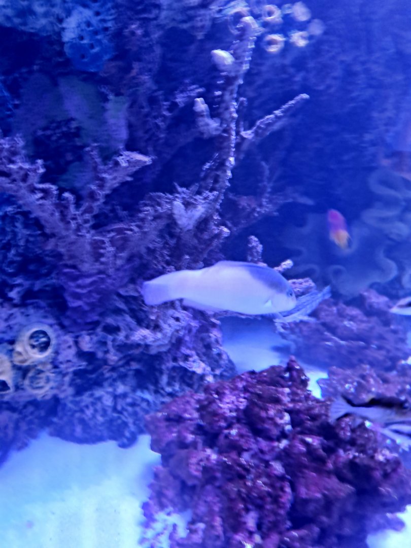 Fish ID? (4/19/25)