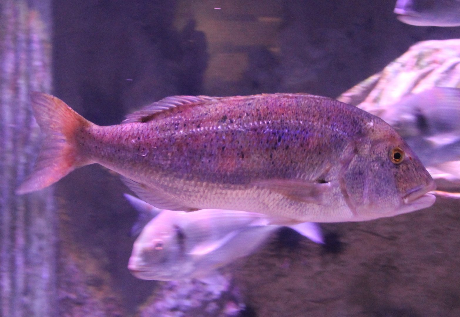 Fish ID - Aegean Sea