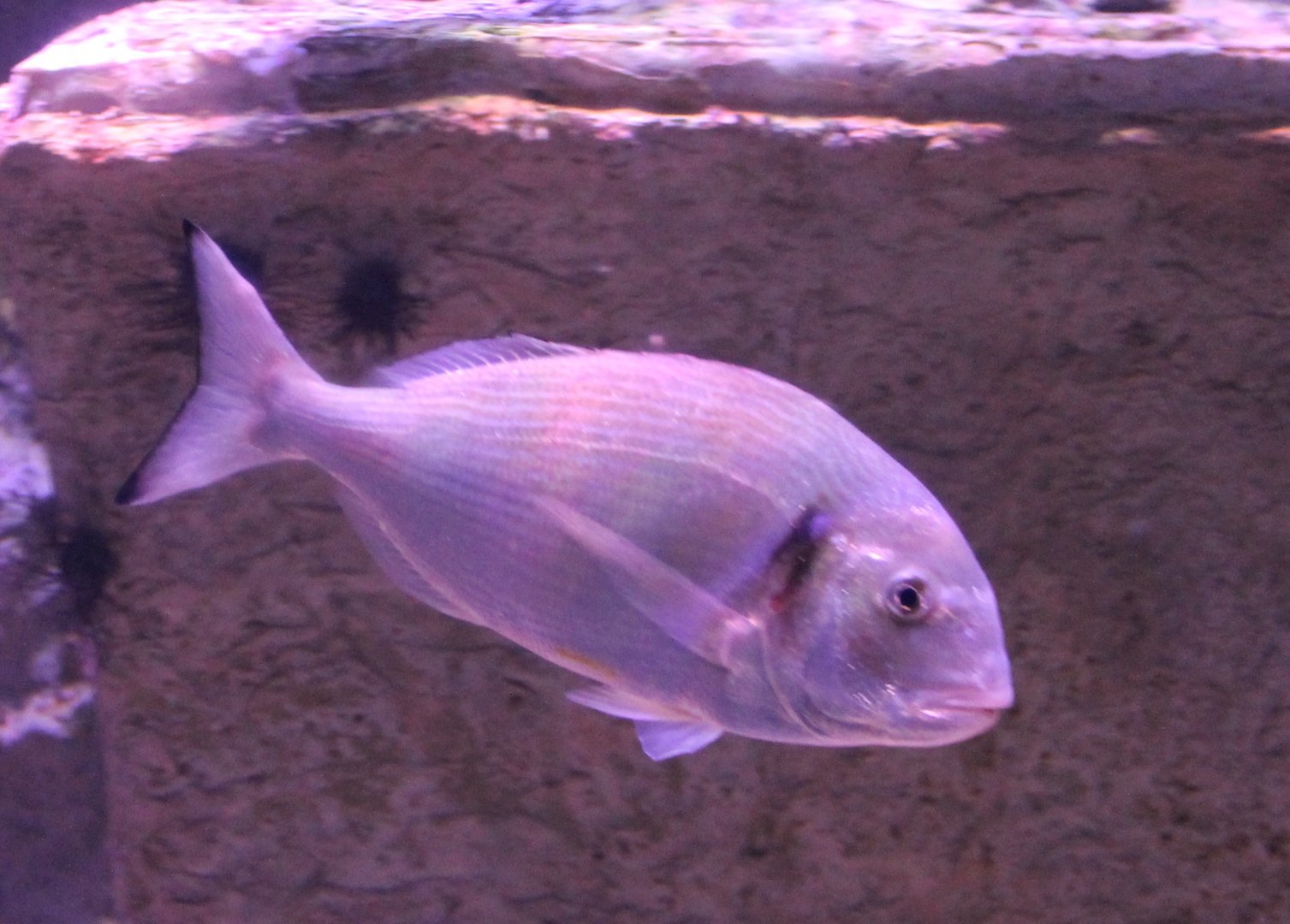 Fish ID - Aegean Sea