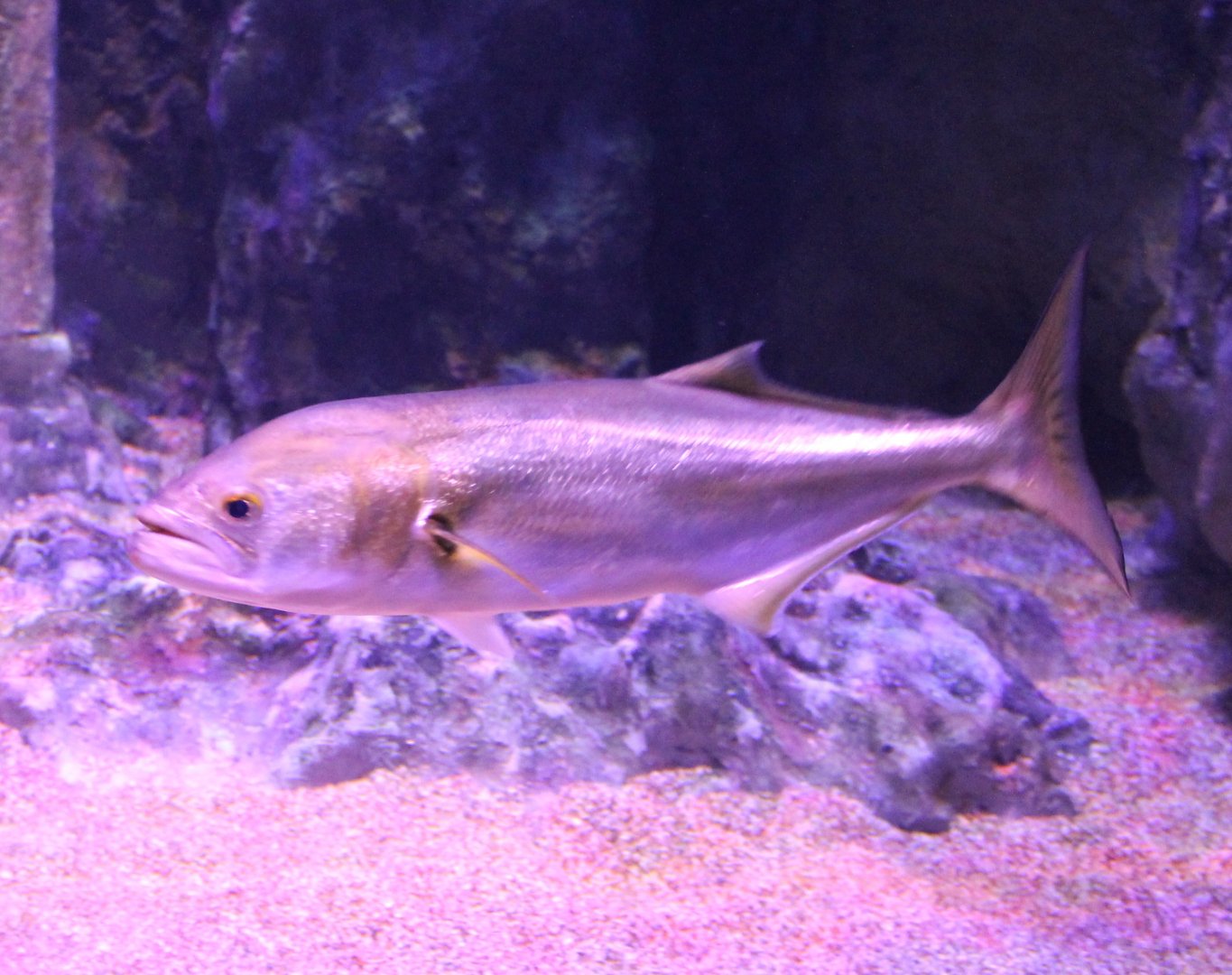 Fish ID - Aegean Sea