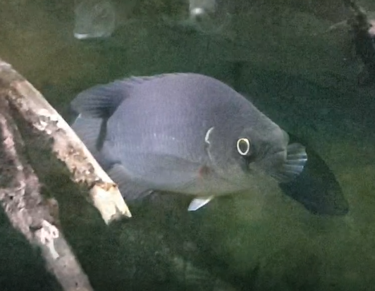 Fish ID ( African freshwater-species )