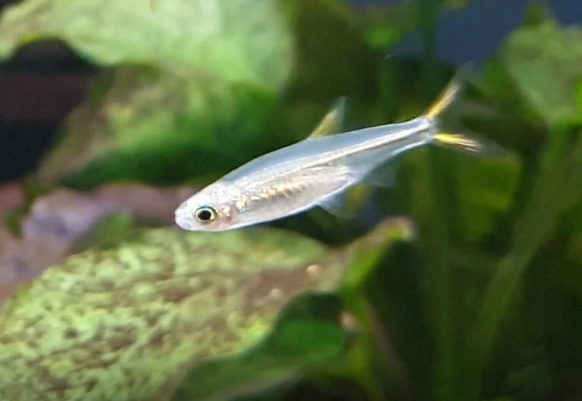 Fish ID ( African freshwater species )