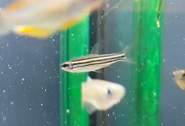 Fish ID - African species