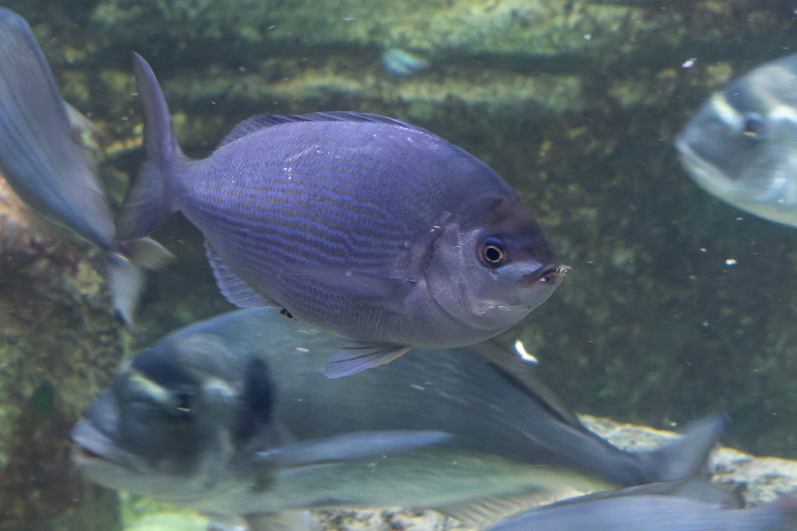 Fish ID - Aquarium de Paris