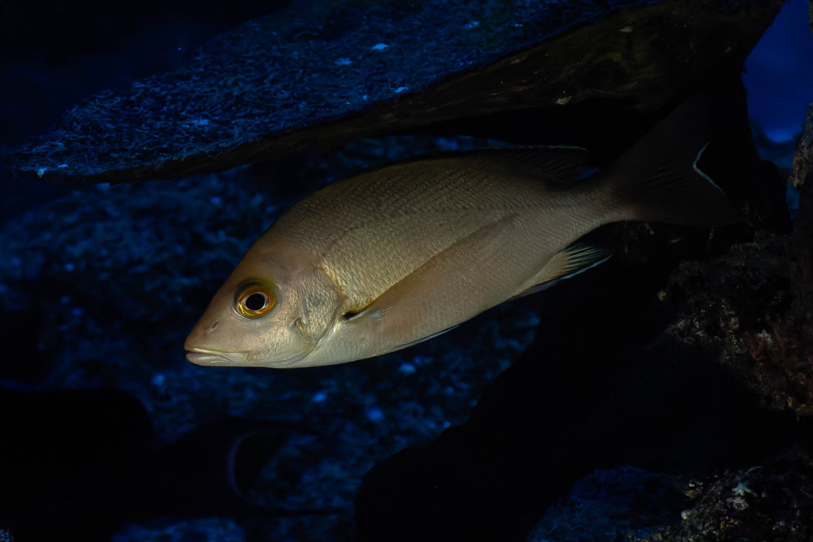 Fish ID - Aquarium Hagenbeck Hamburg