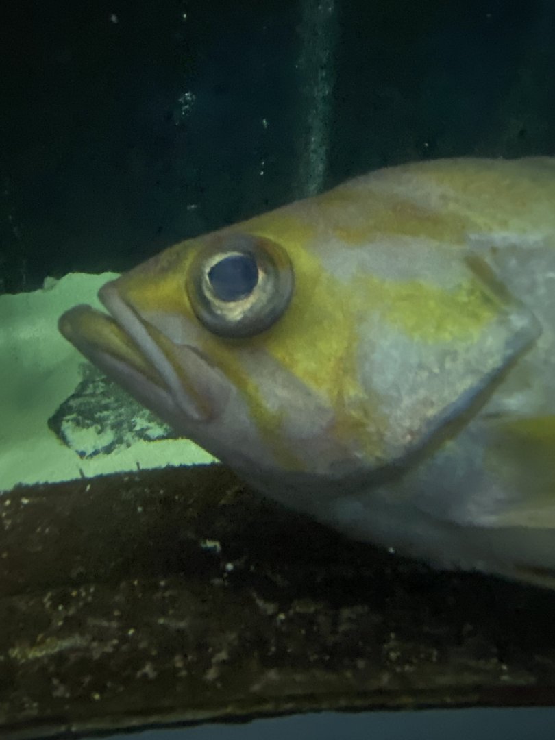 Fish ID? - Aquarium of the Bay
