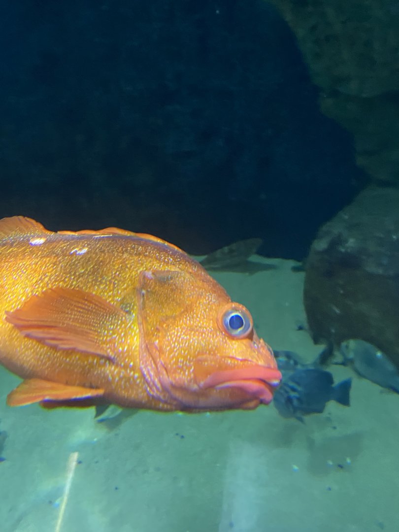 Fish ID? - Aquarium of the Bay