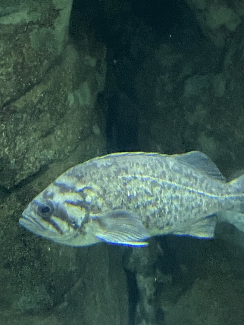 Fish ID? - Aquarium of the Bay