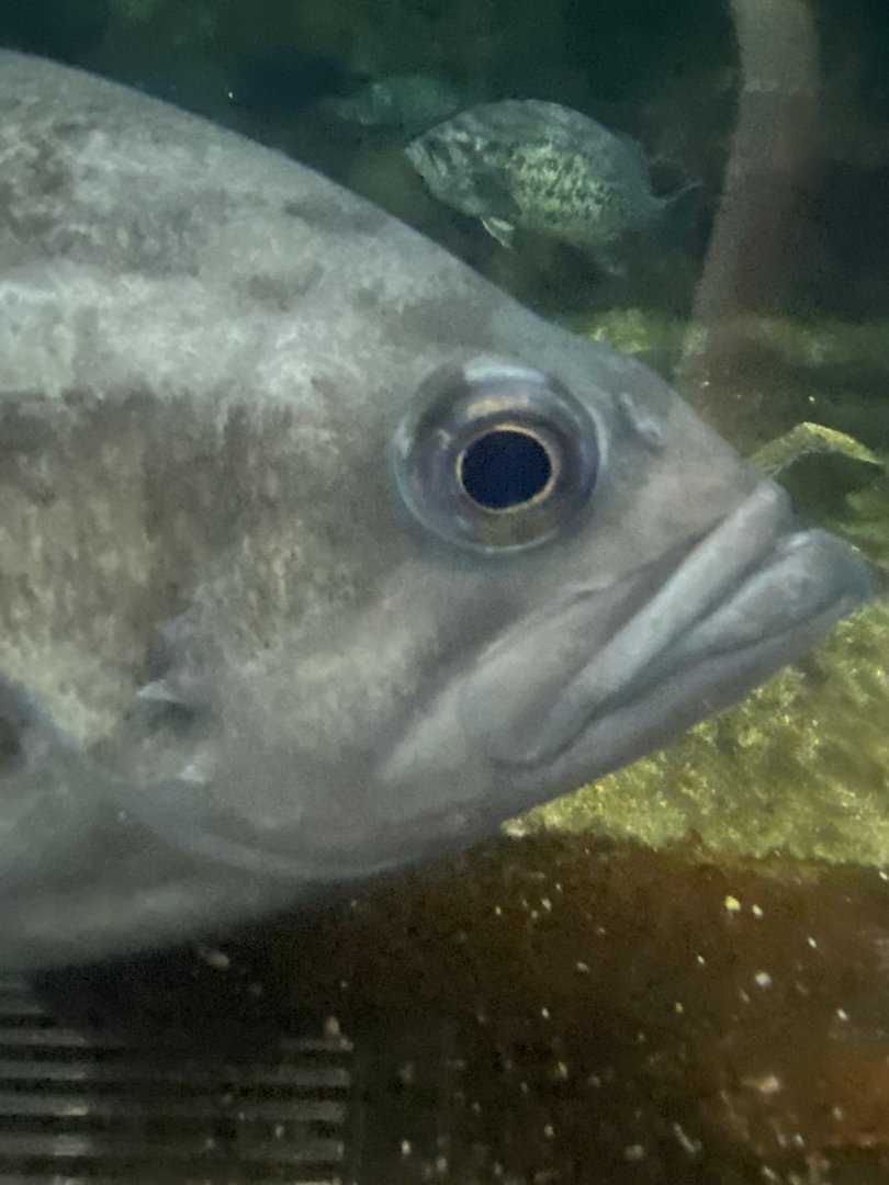 Fish ID? - Aquarium of the Bay