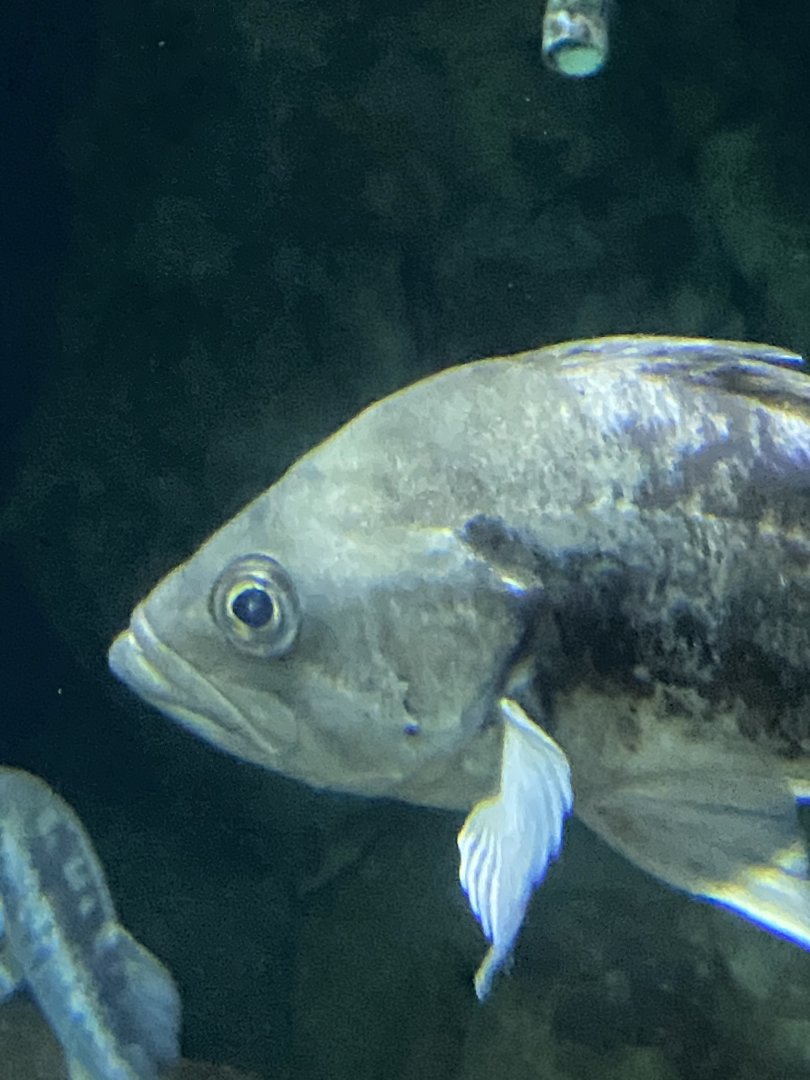 Fish ID? - Aquarium of the Bay