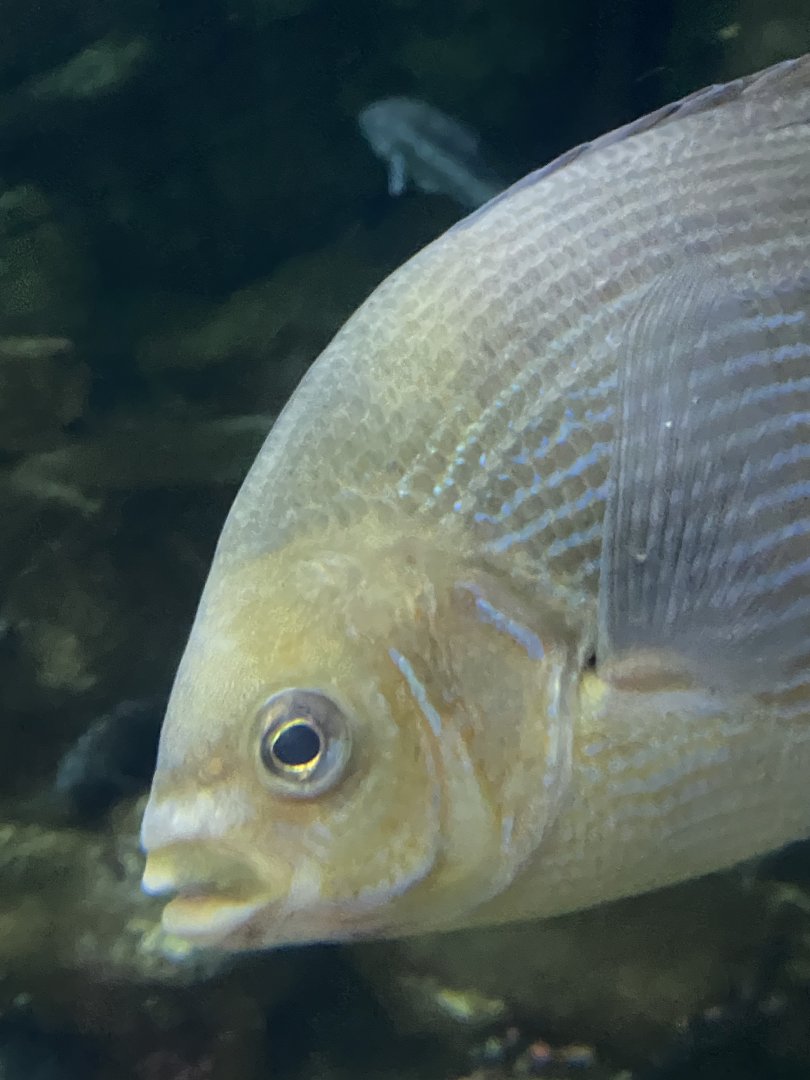 Fish ID? - Aquarium of the Bay