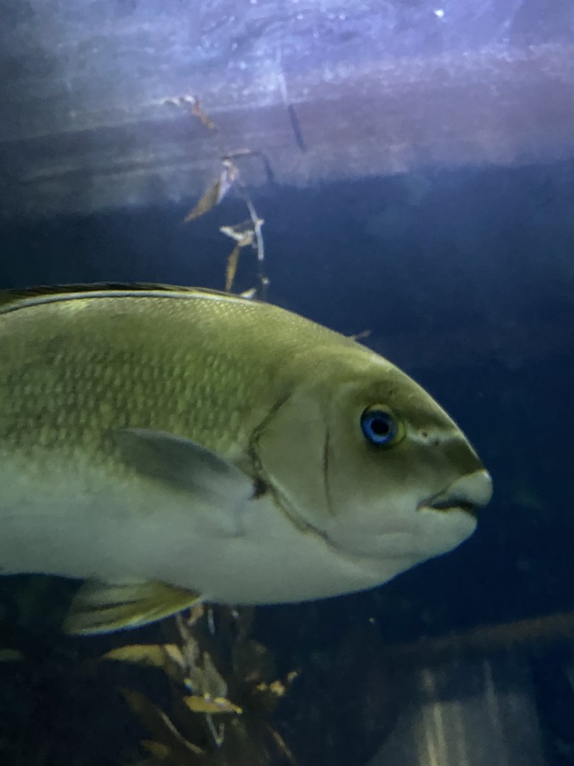 Fish ID? - Aquarium of the Bay