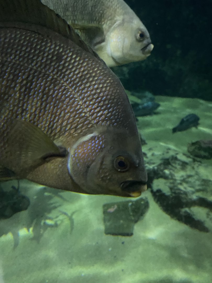 Fish ID? - Aquarium of the Bay