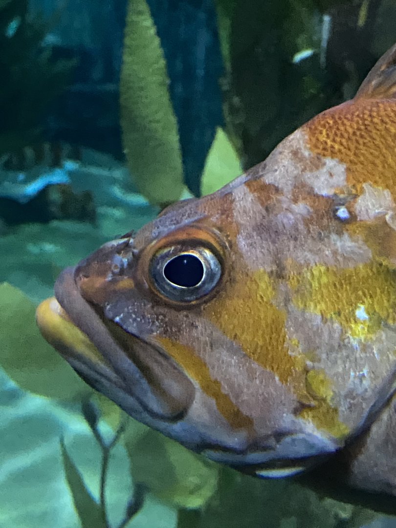 Fish ID? - Aquarium of the Bay
