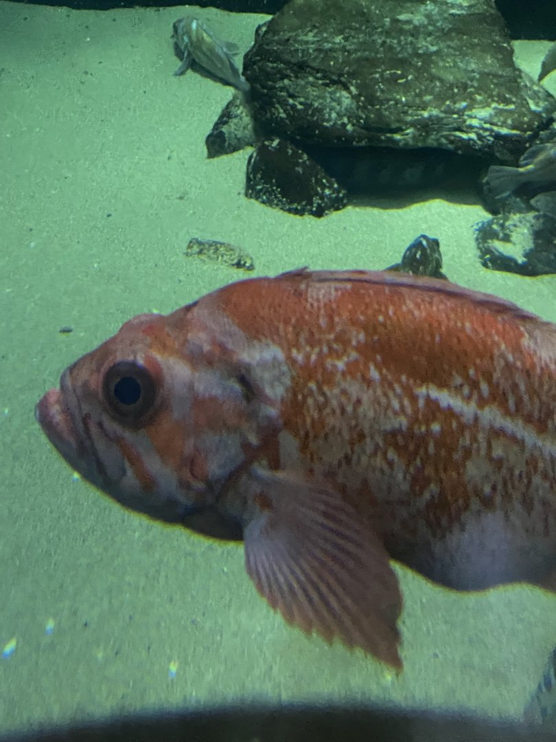 Fish ID? - Aquarium of the Bay