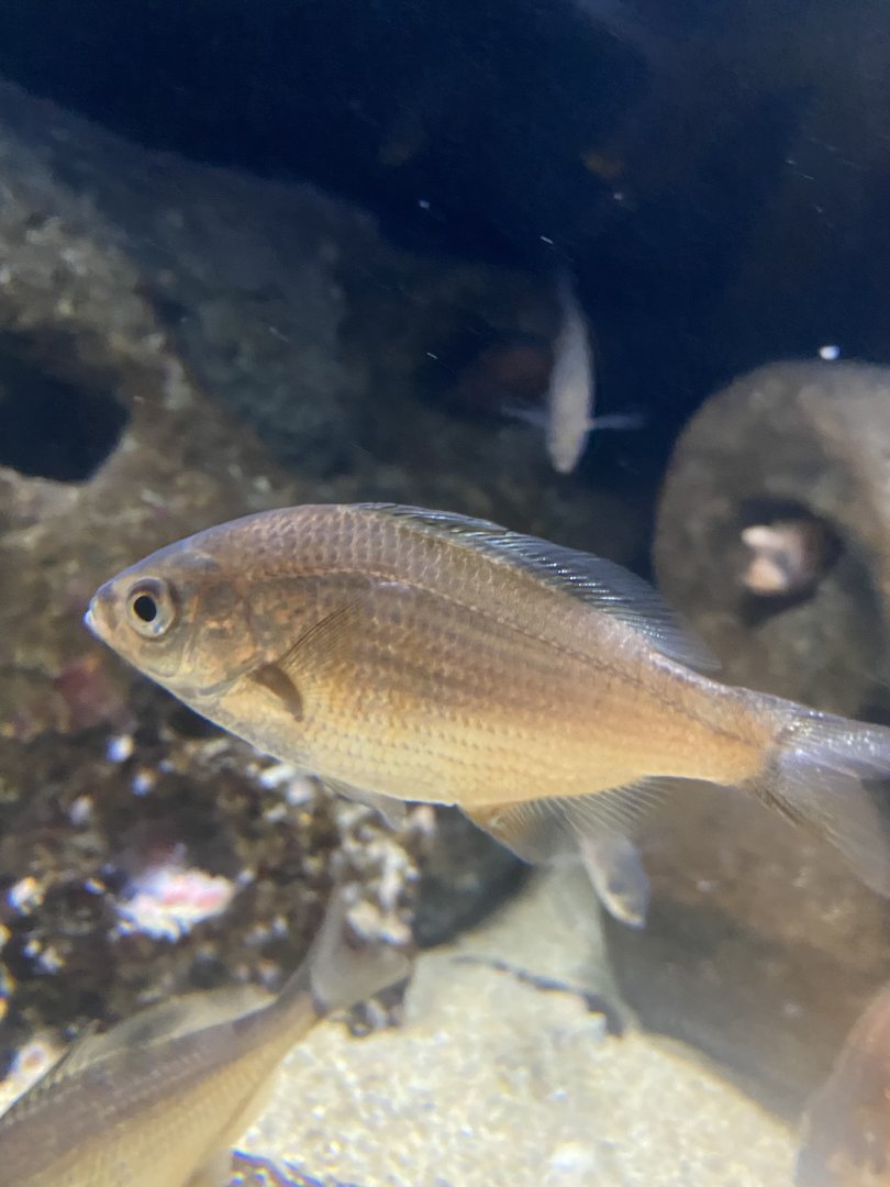 Fish ID? - Aquarium of the Bay