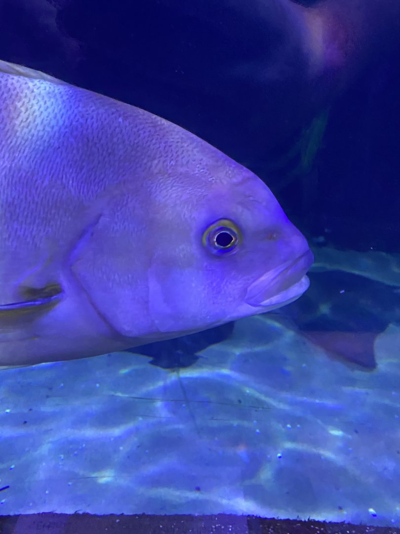 Fish ID? - Aquarium of the Bay