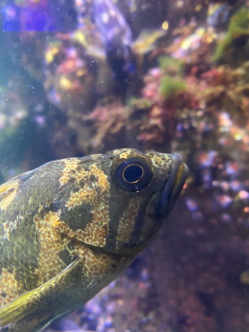 Fish ID? - Aquarium of the Bay