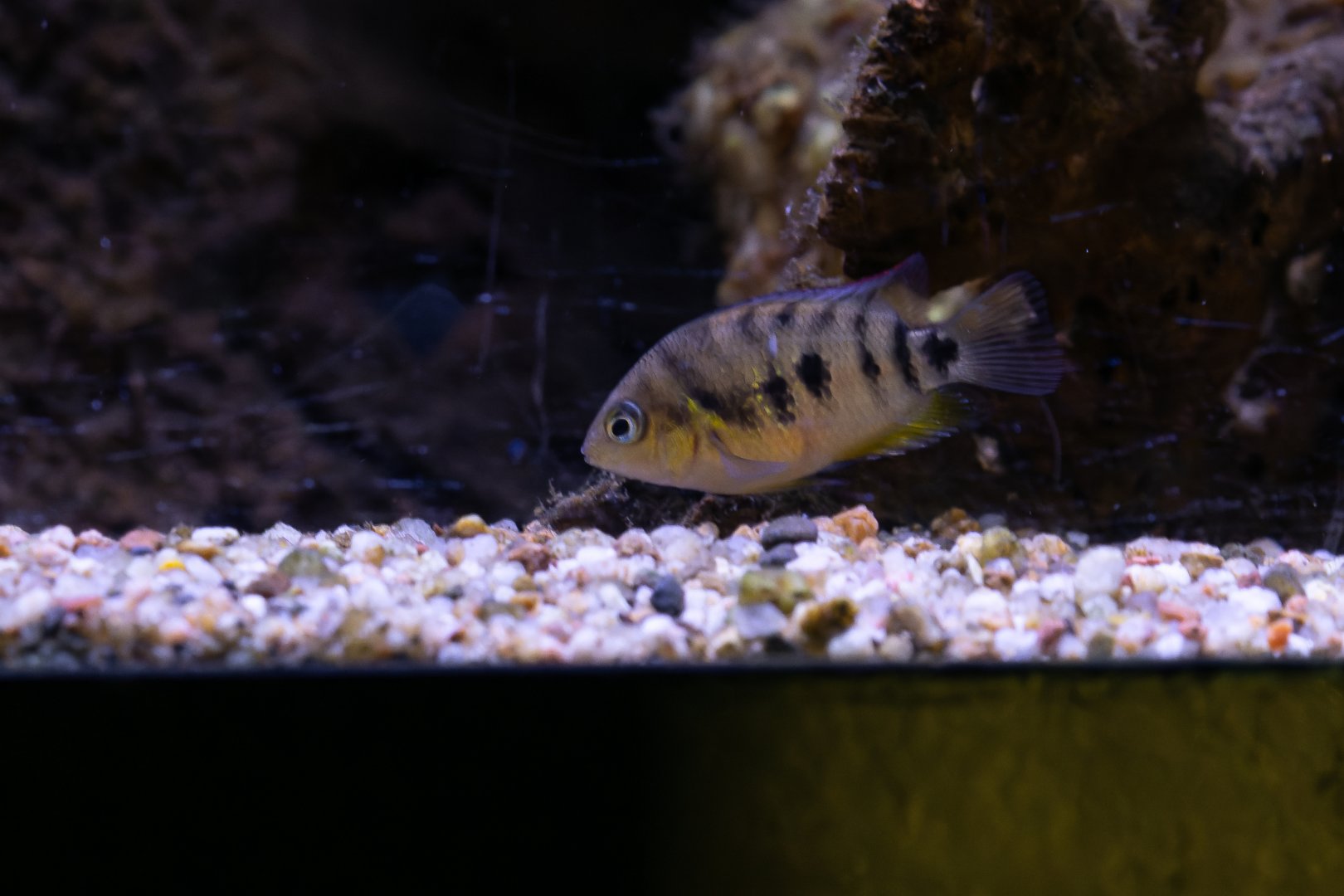 Fish ID - Aquarium tropical du Palais de la Porte Dorée