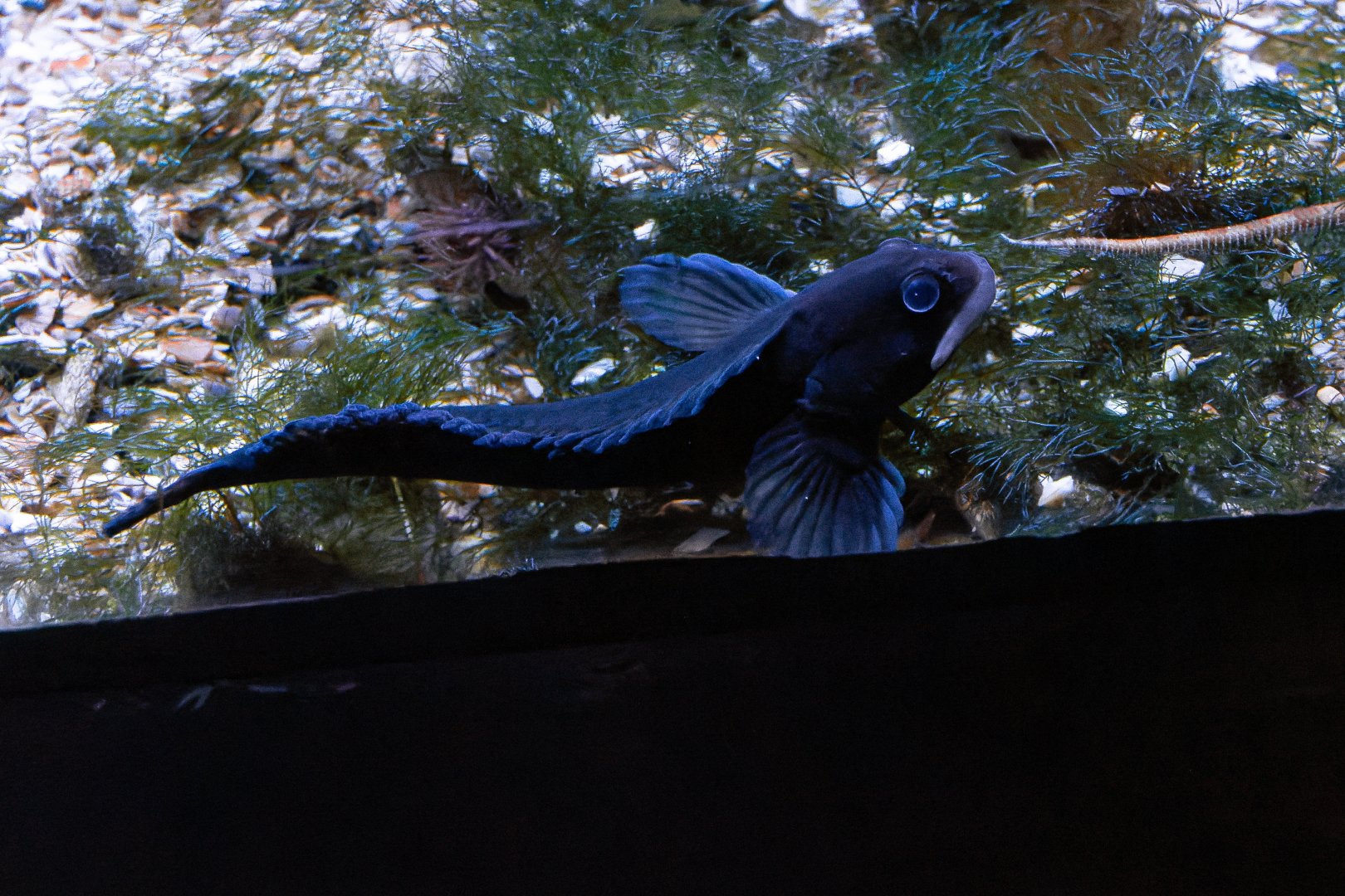 Fish ID - Aquazoo Düsseldorf