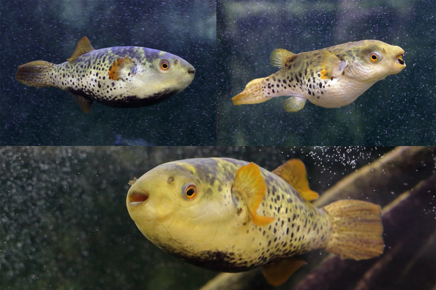 Fish ID - Are they the same species? Therey were on different aquariums but they look very similar (Oniria Aquarium - Canet-en-Roussillon, France)