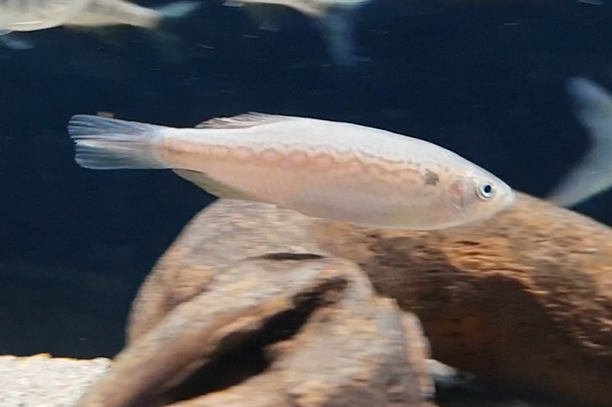 Fish ID - Asian freshwater species