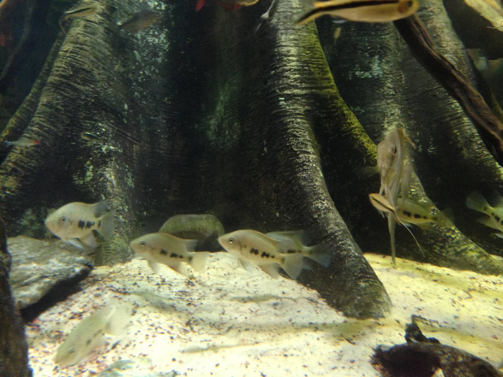 (Fish ID?) at Blue Planet Aquarium - 05/10/2013