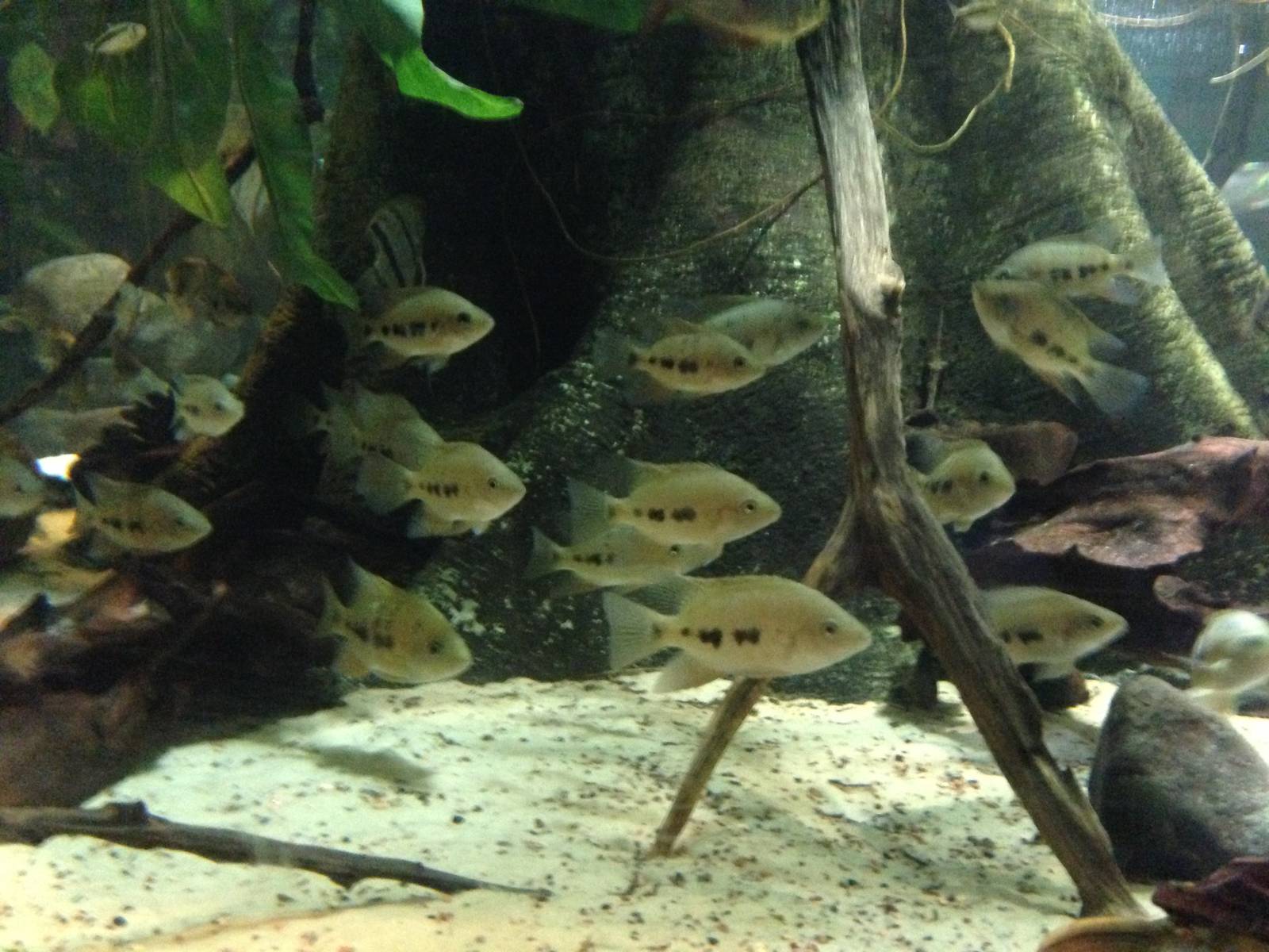 (Fish ID?) at Blue Planet Aquarium - 05/10/2013