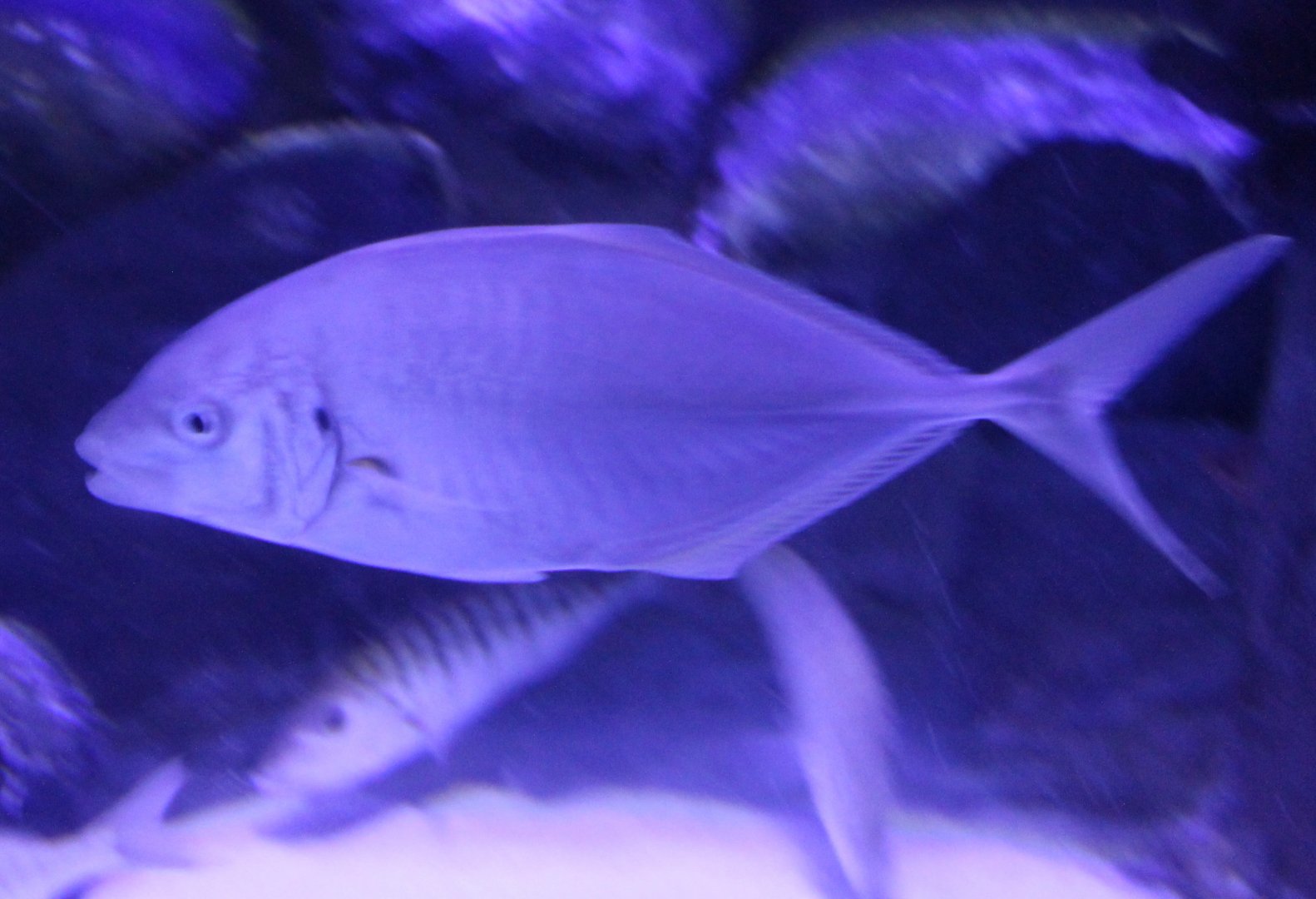 Fish ID ( at the Demre harbour aquarium )