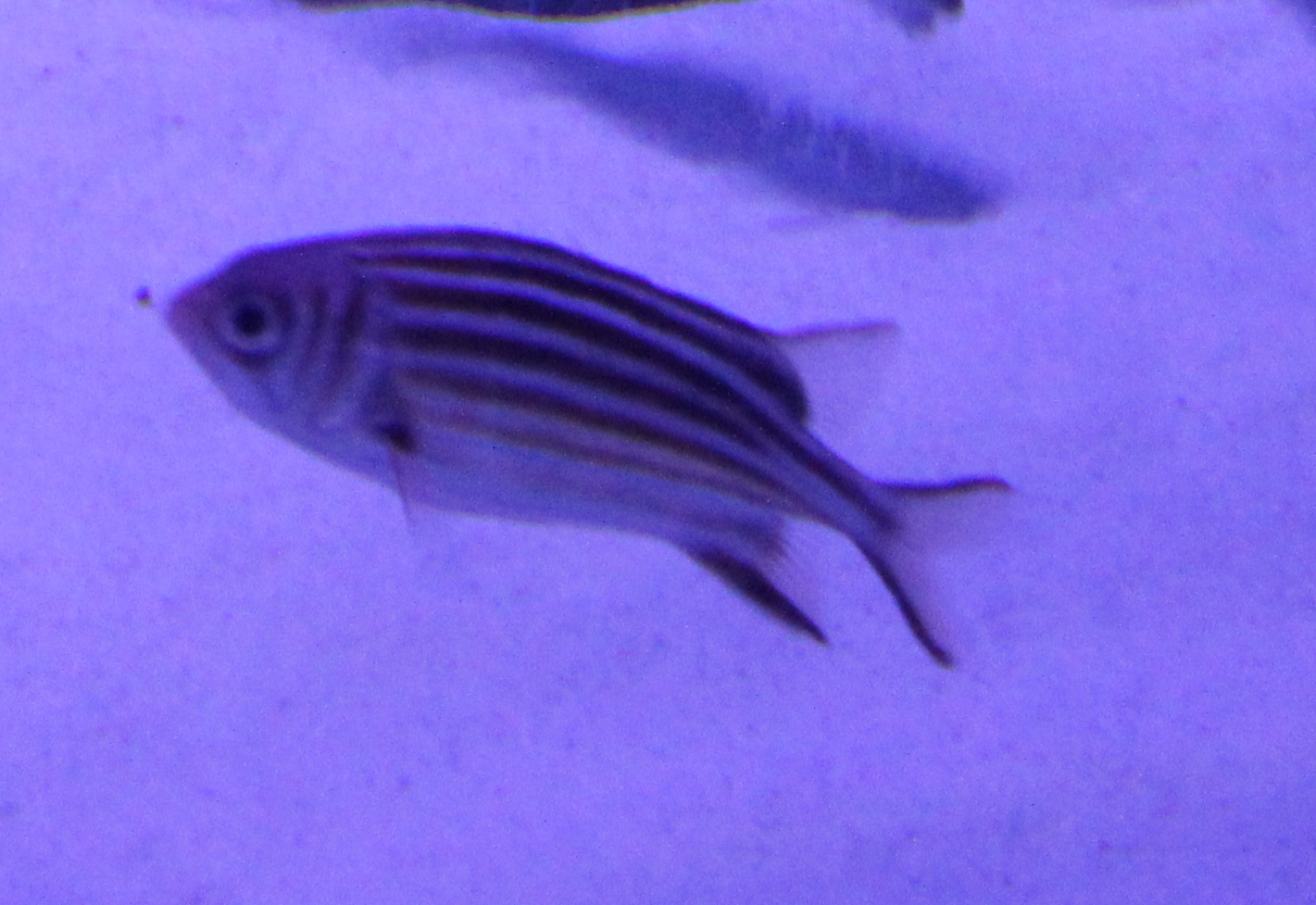 Fish ID ( at the Demre harbour aquarium )