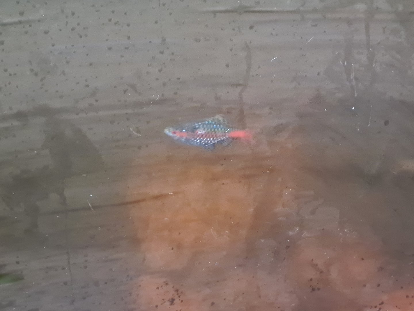 Fish ID (better picture reupload)