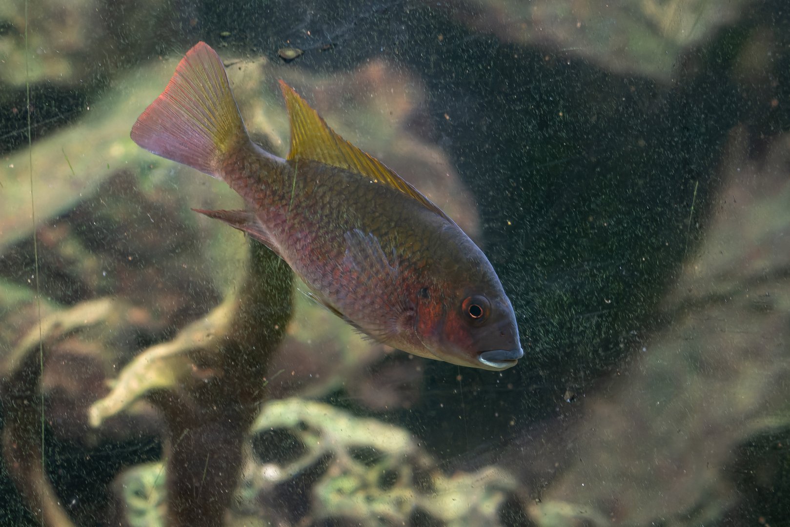 Fish ID - Botanical garden Na Slupi Praha