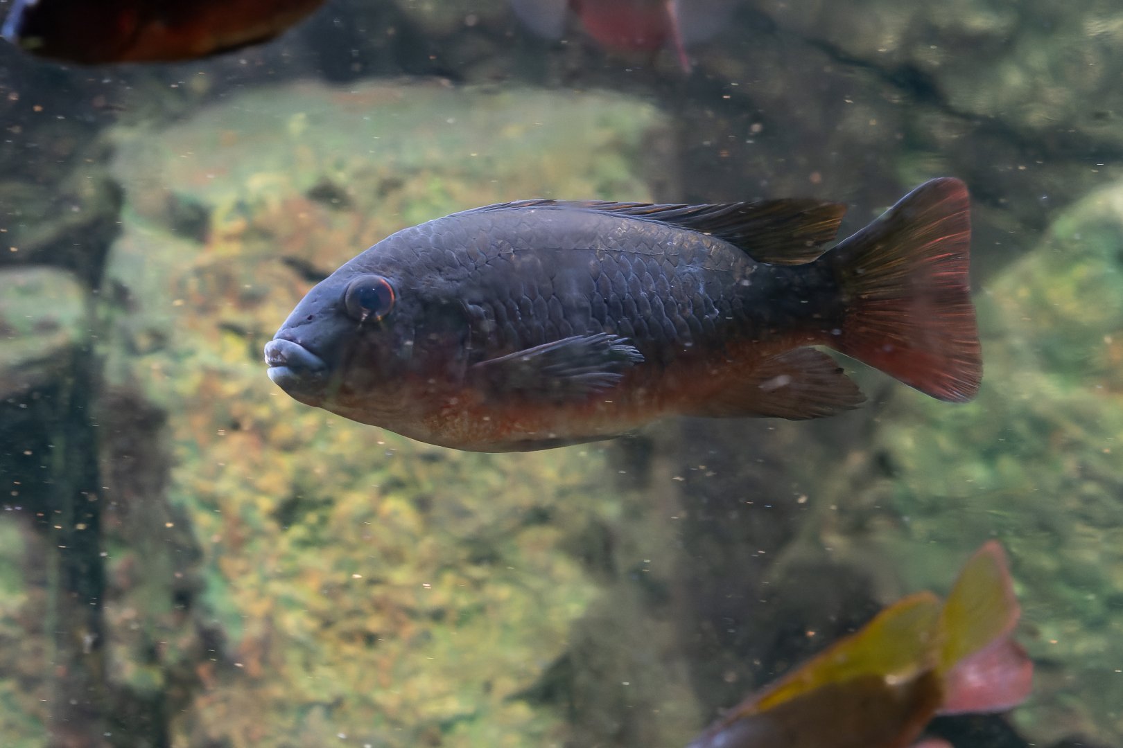 Fish ID - Botanical garden Na Slupi Praha