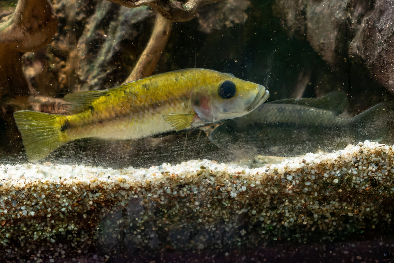 Fish ID - Botanical garden Na Slupi Praha