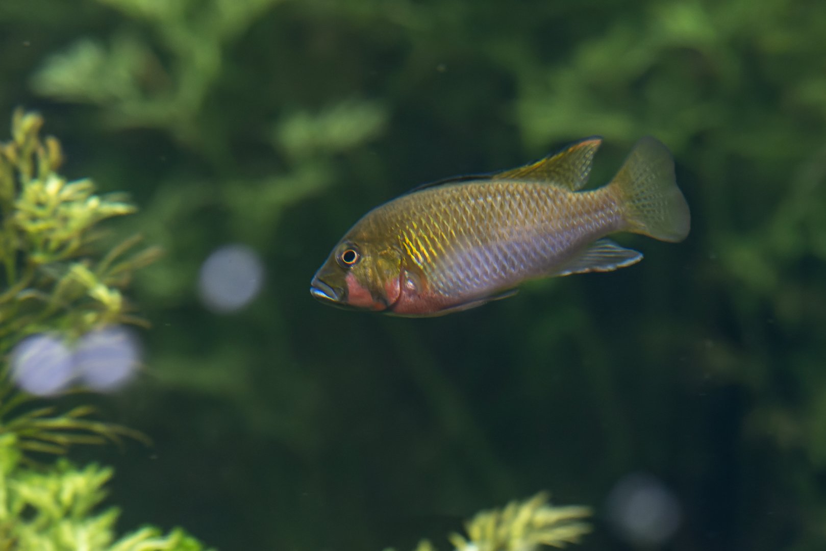 Fish ID - Botanical garden Praha