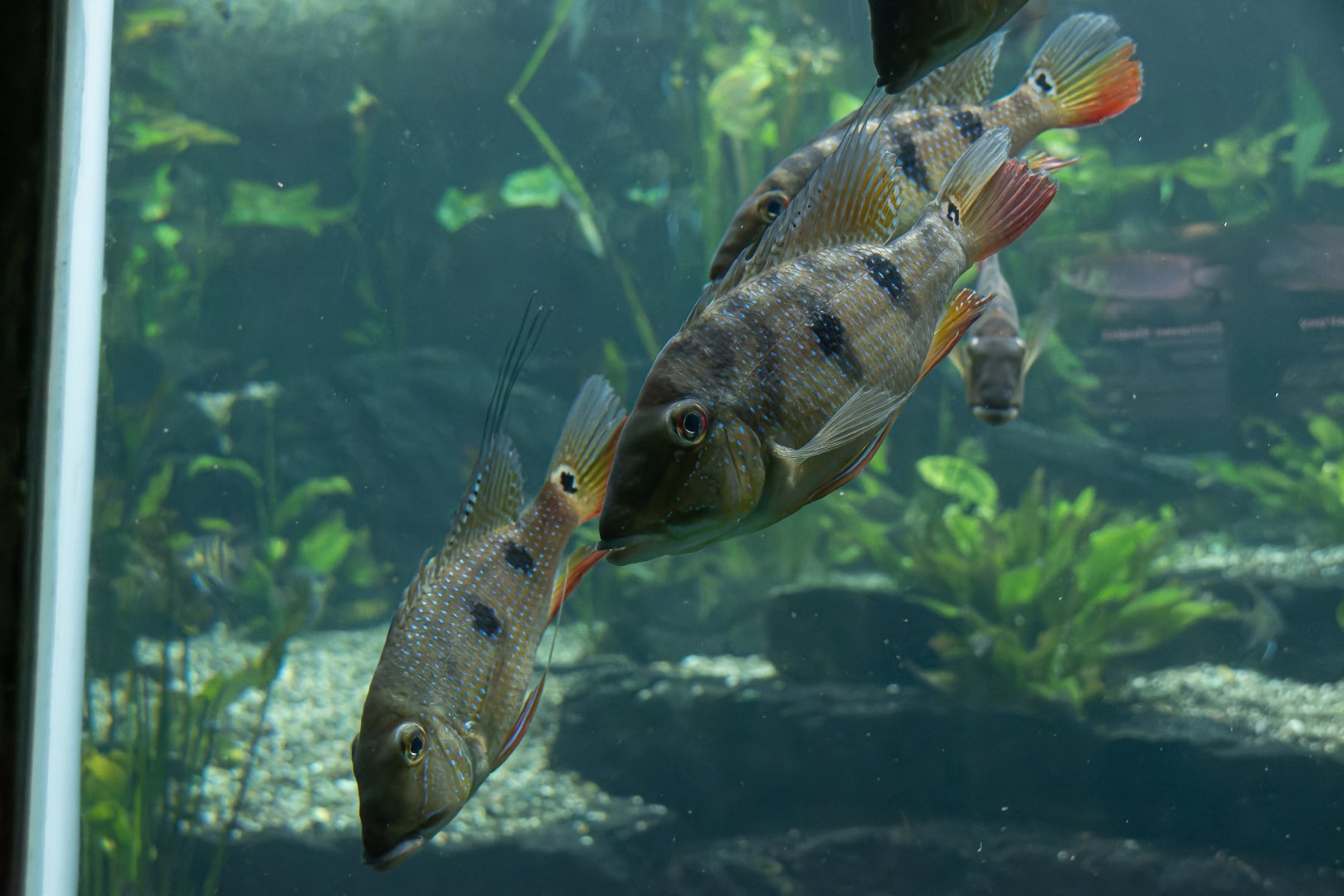 Fish ID - Botanical garden Praha