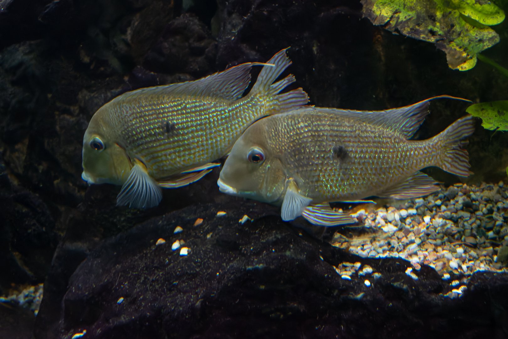 Fish ID - Botanical garden Praha