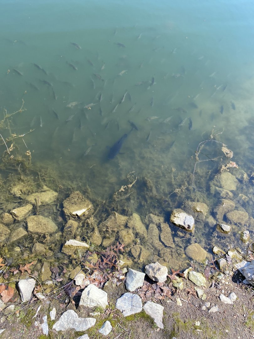 Fish ID - Central Indiana