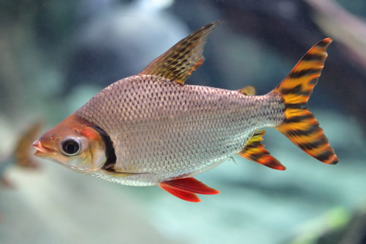 Fish ID (CosmoCaixa, Barcelona)