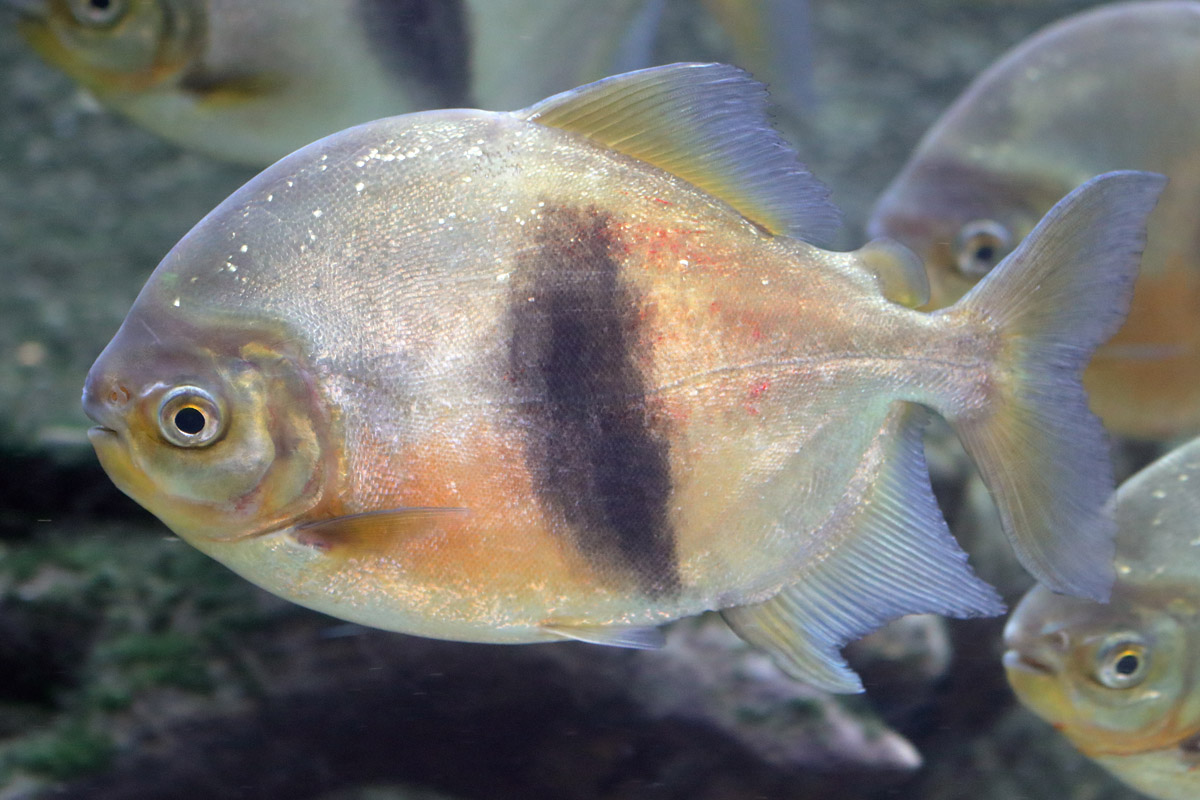 Fish ID (CosmoCaixa, Barcelona)